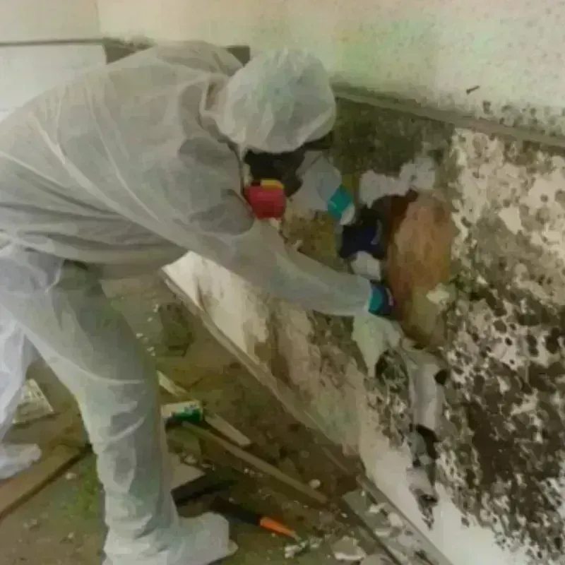 Mold Remediation and Removal in Boylston, MA